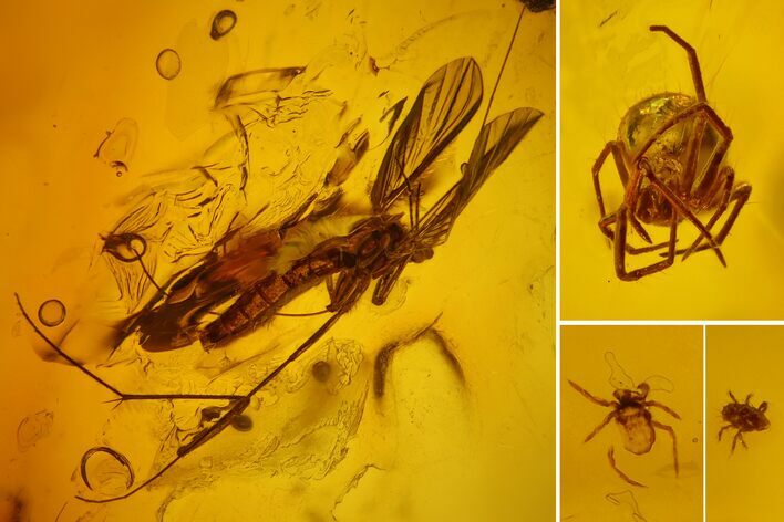 Fossil Spider, Springtail, Two Mites and a Crane Fly in Baltic Amber #170093